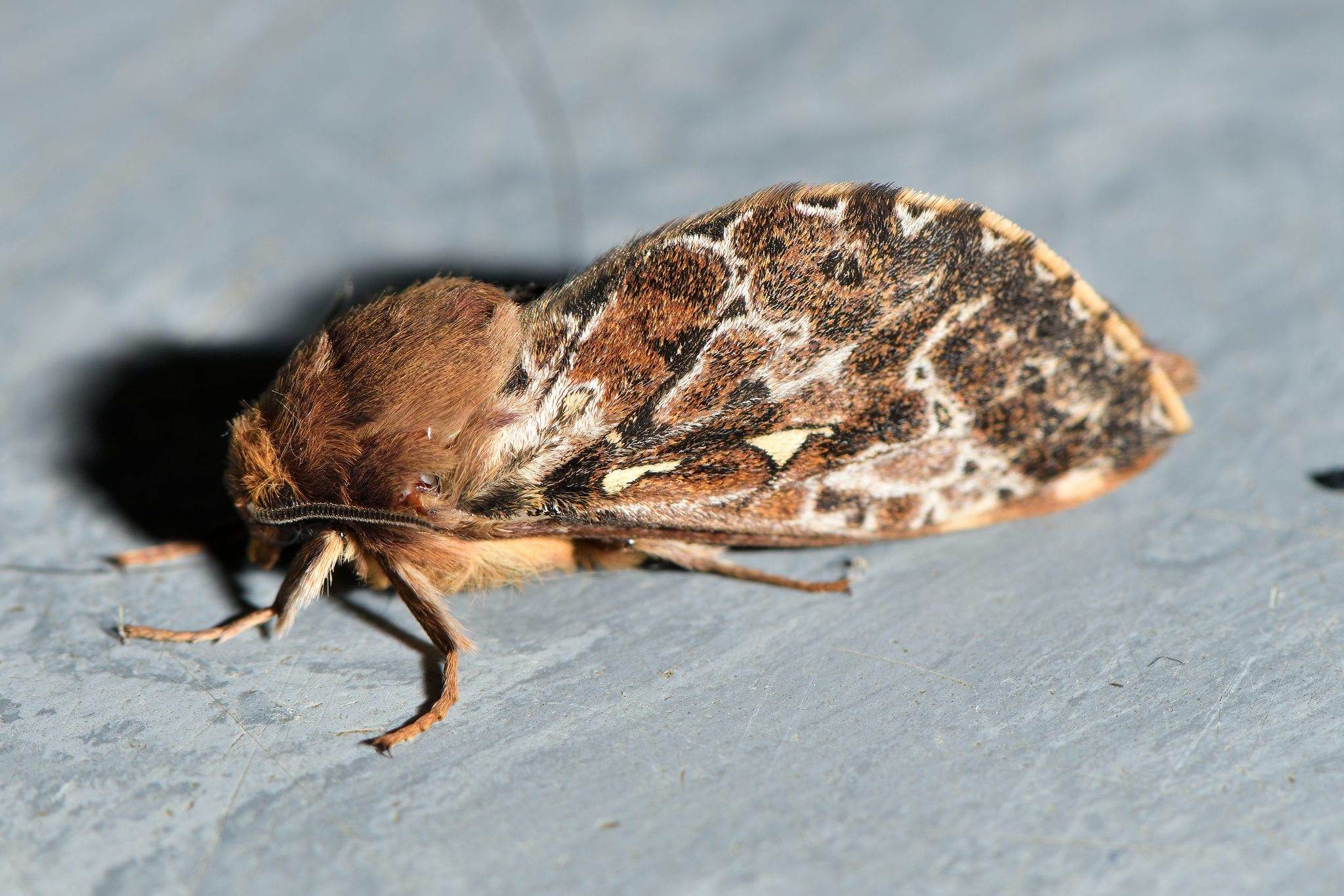 Wiseana jocosa