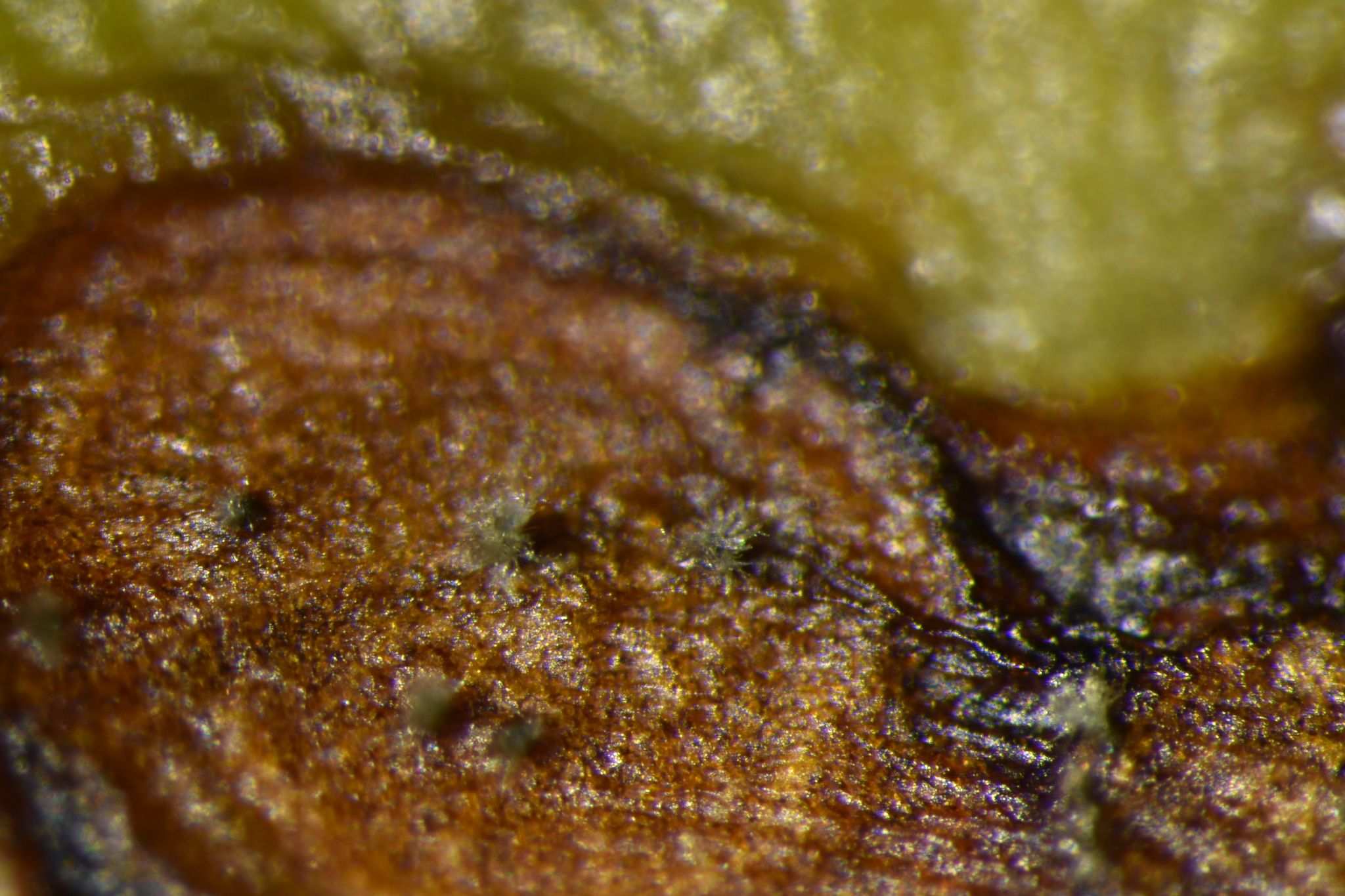 Pseudocercospora theae