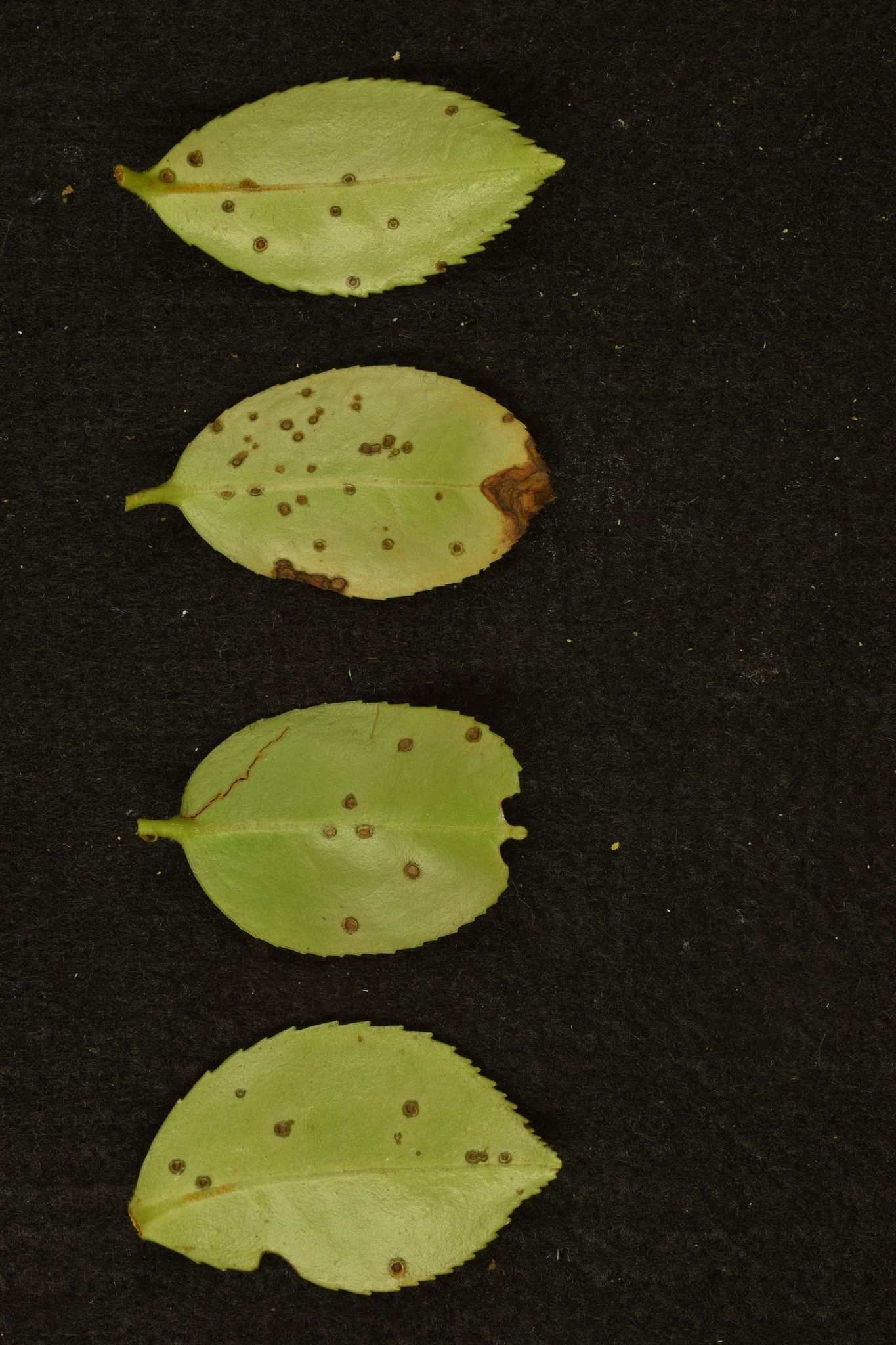 Pseudocercospora theae