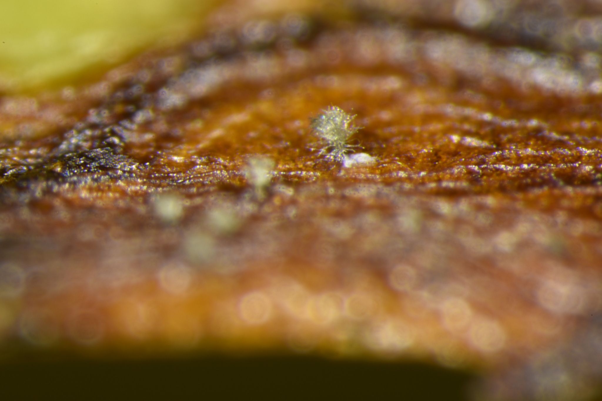 Pseudocercospora theae