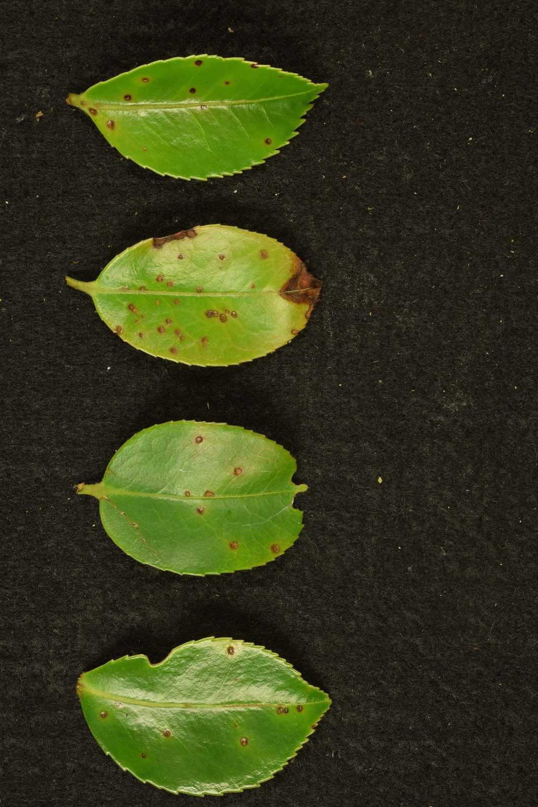 Pseudocercospora theae