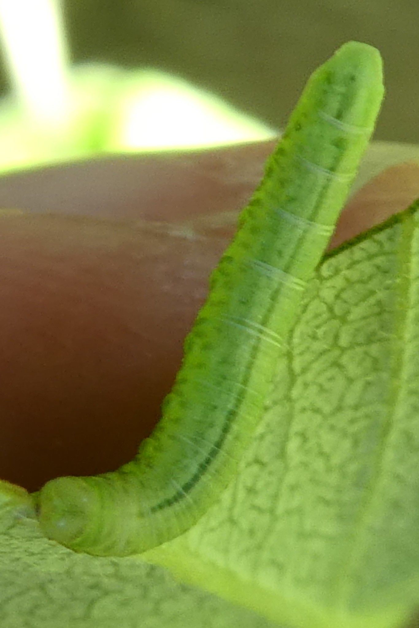 Pristiphora abbreviata