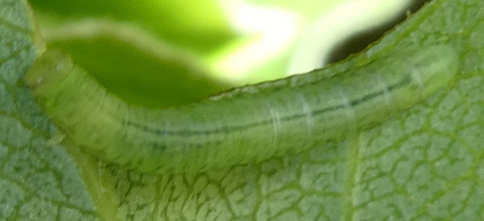 Pristiphora abbreviata