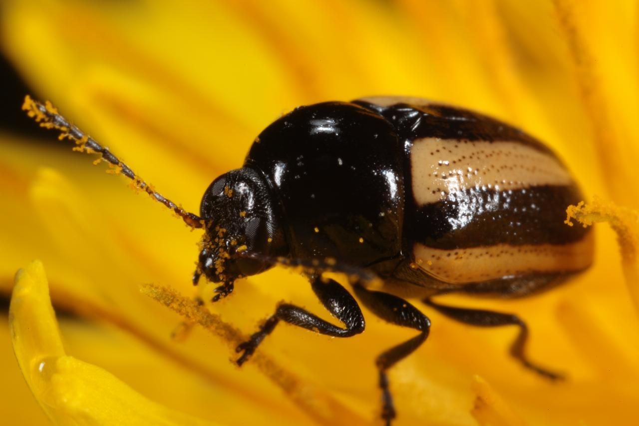 Cryptocephalus vittatus
