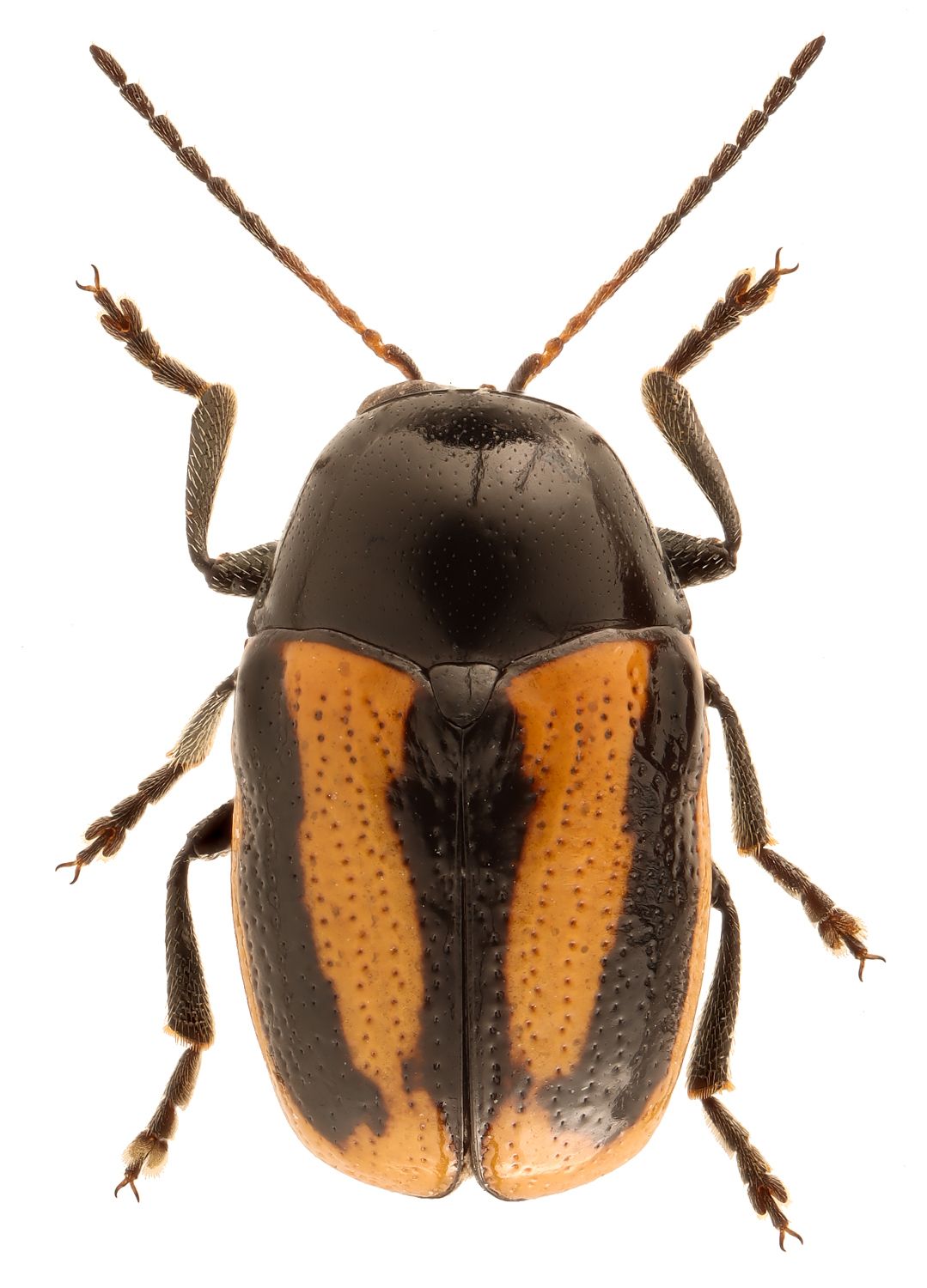 Cryptocephalus vittatus