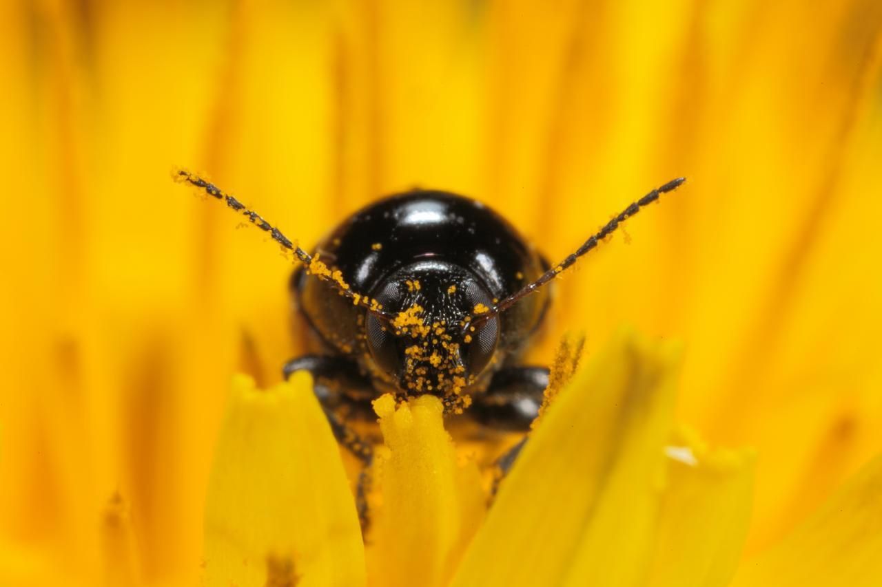 Cryptocephalus vittatus