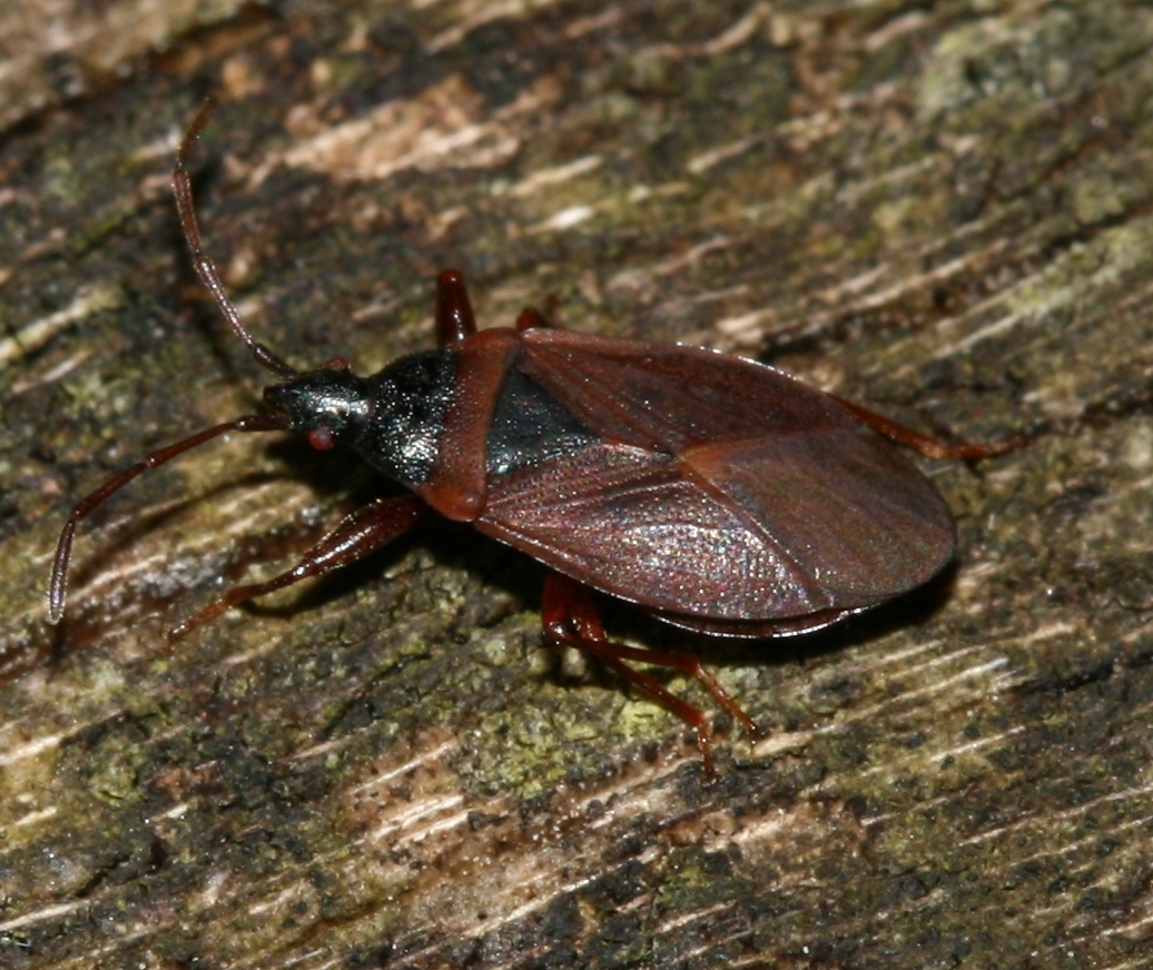 Gastrodes