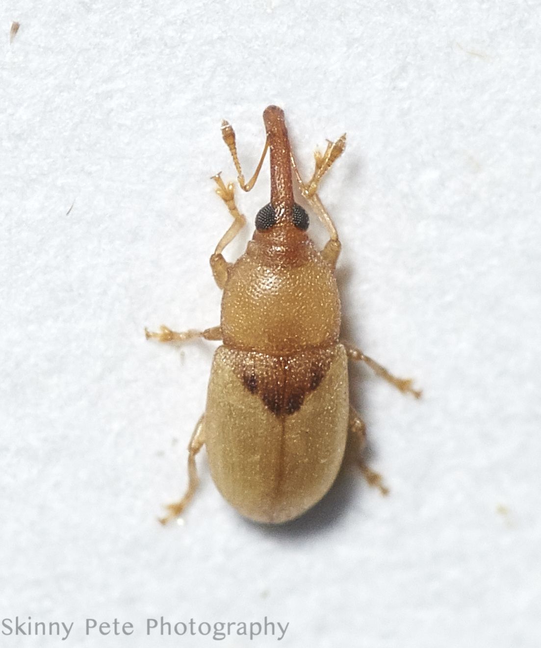 Notolomus