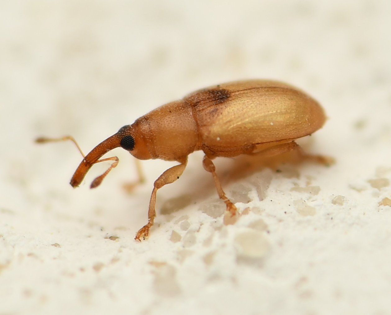 Notolomus