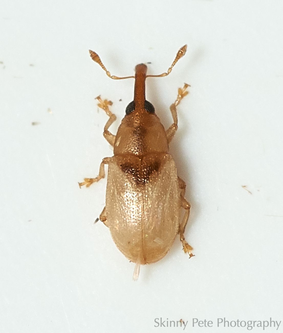 Notolomus