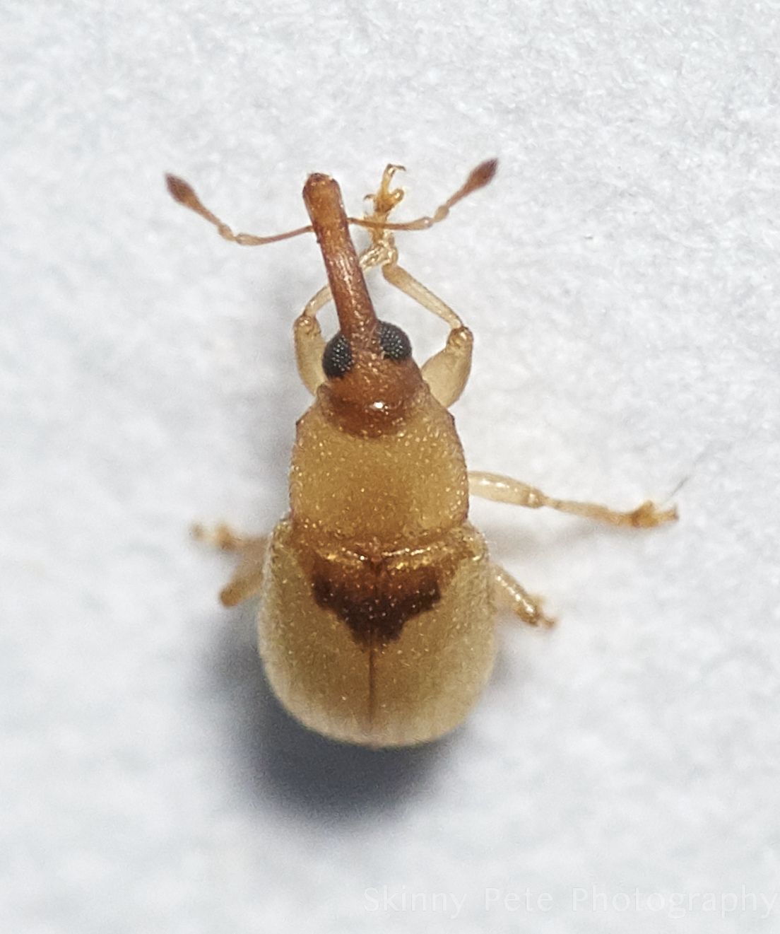 Notolomus