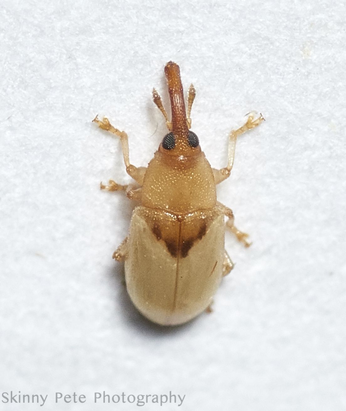 Notolomus