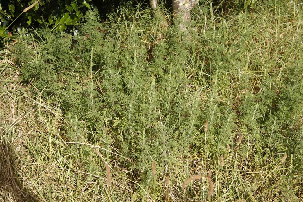 Ambrosia tenuifolia