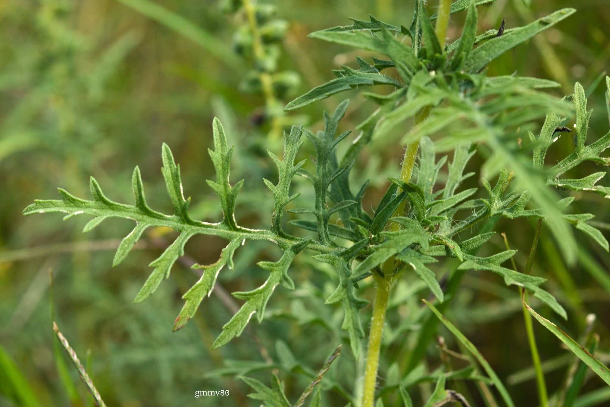 Ambrosia tenuifolia