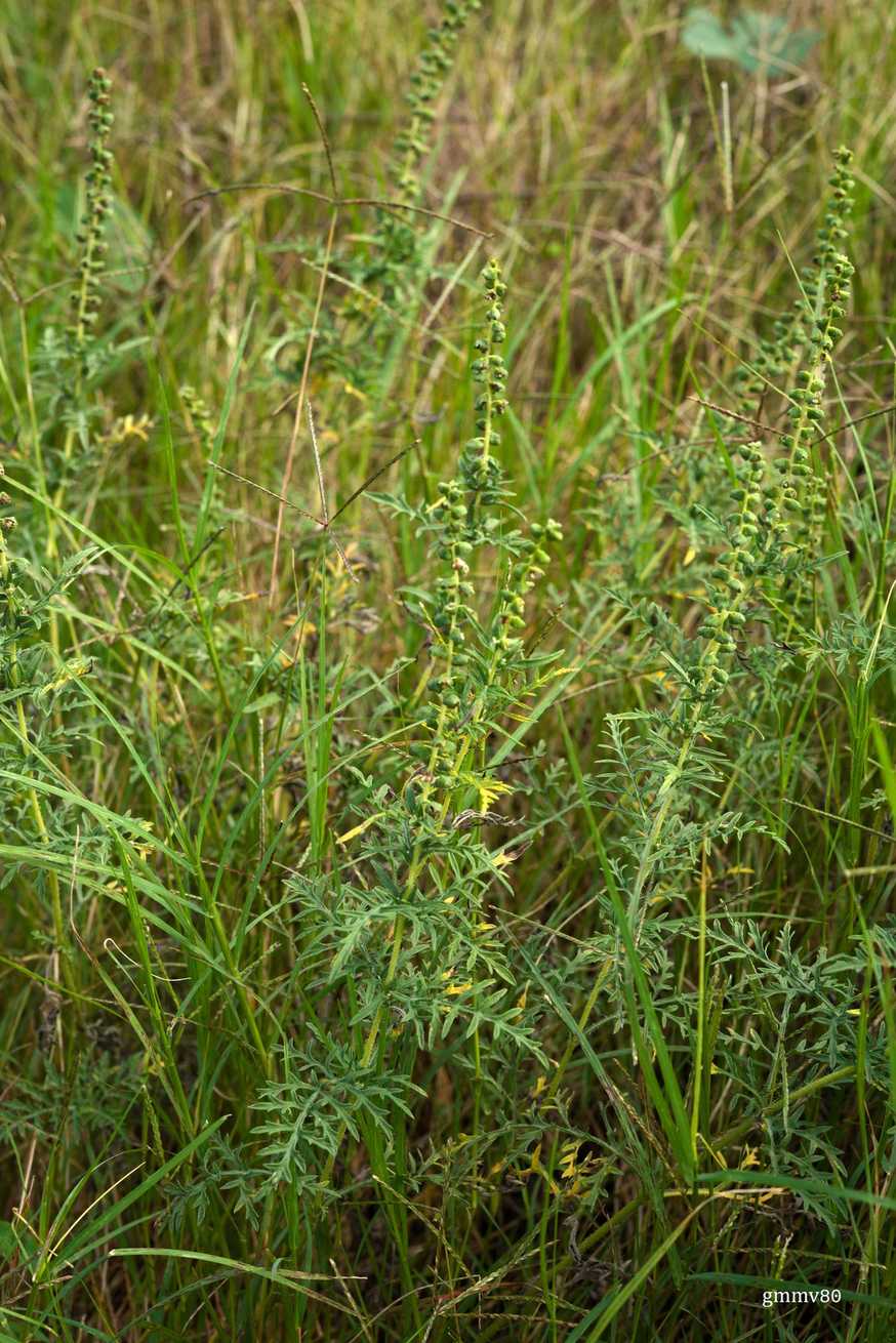 Ambrosia tenuifolia