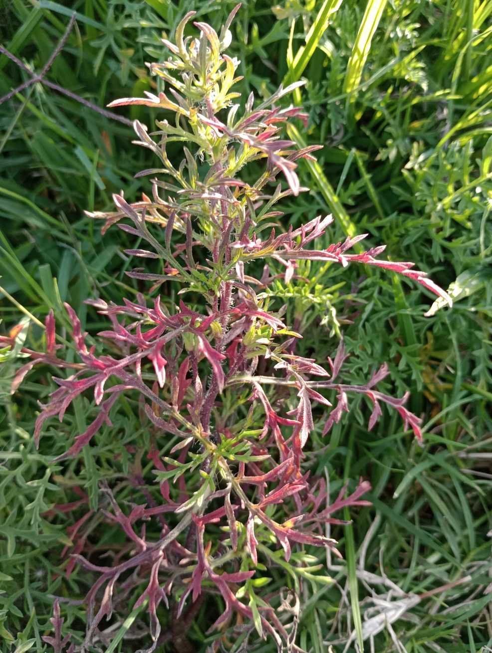 Ambrosia tenuifolia