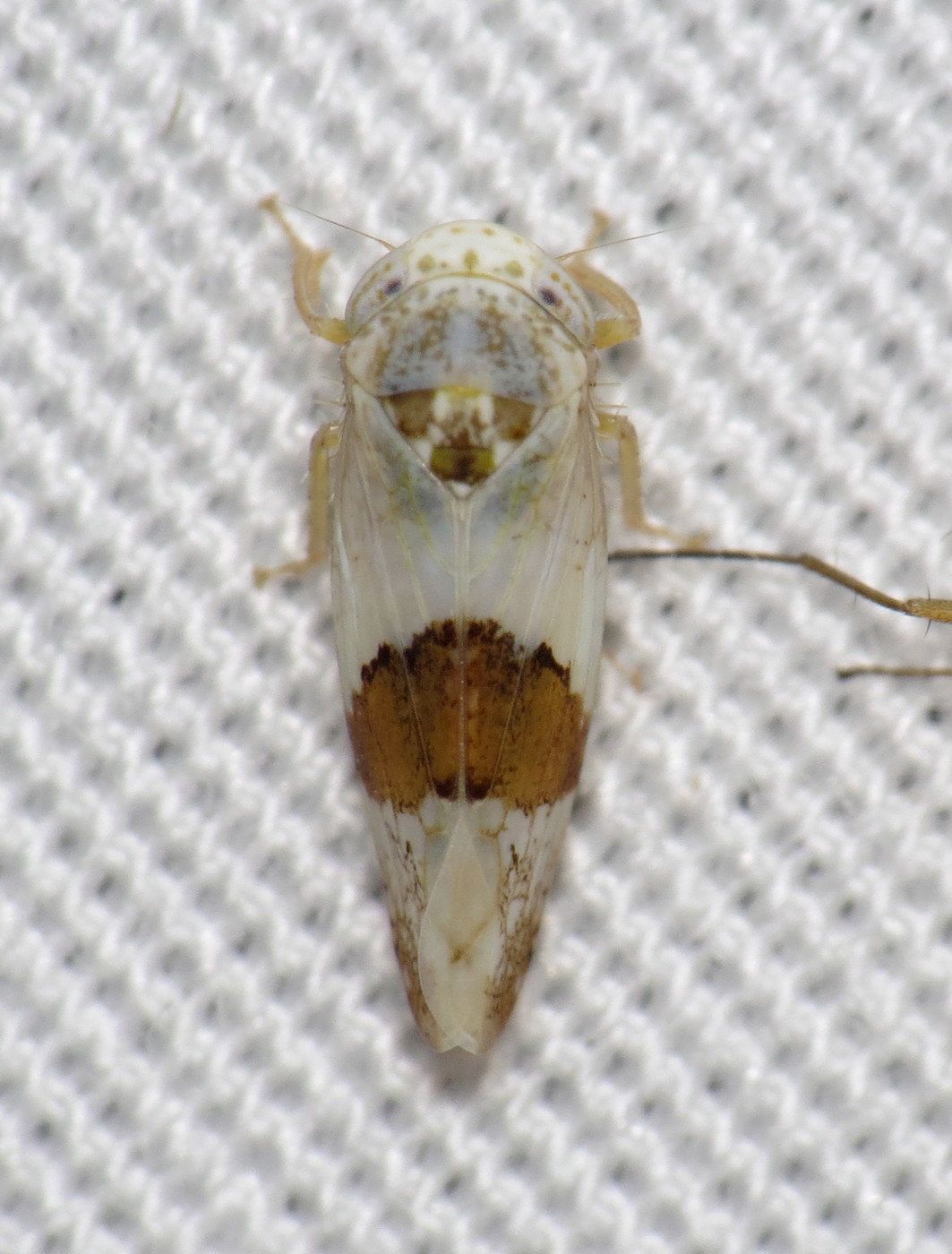 Norvellina seminuda