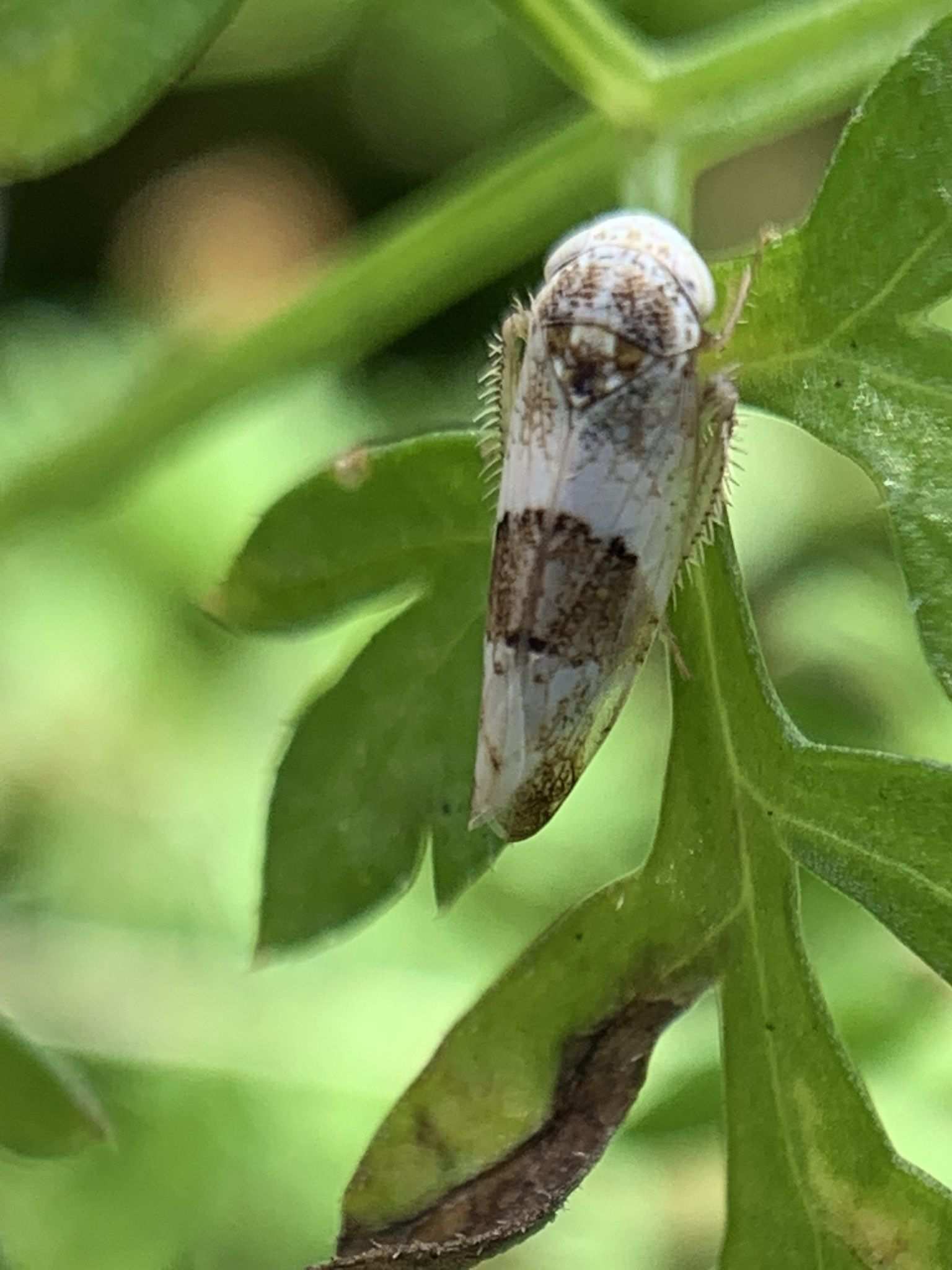 Norvellina seminuda
