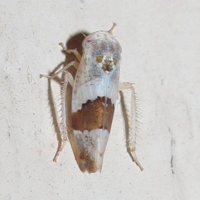 Norvellina seminuda