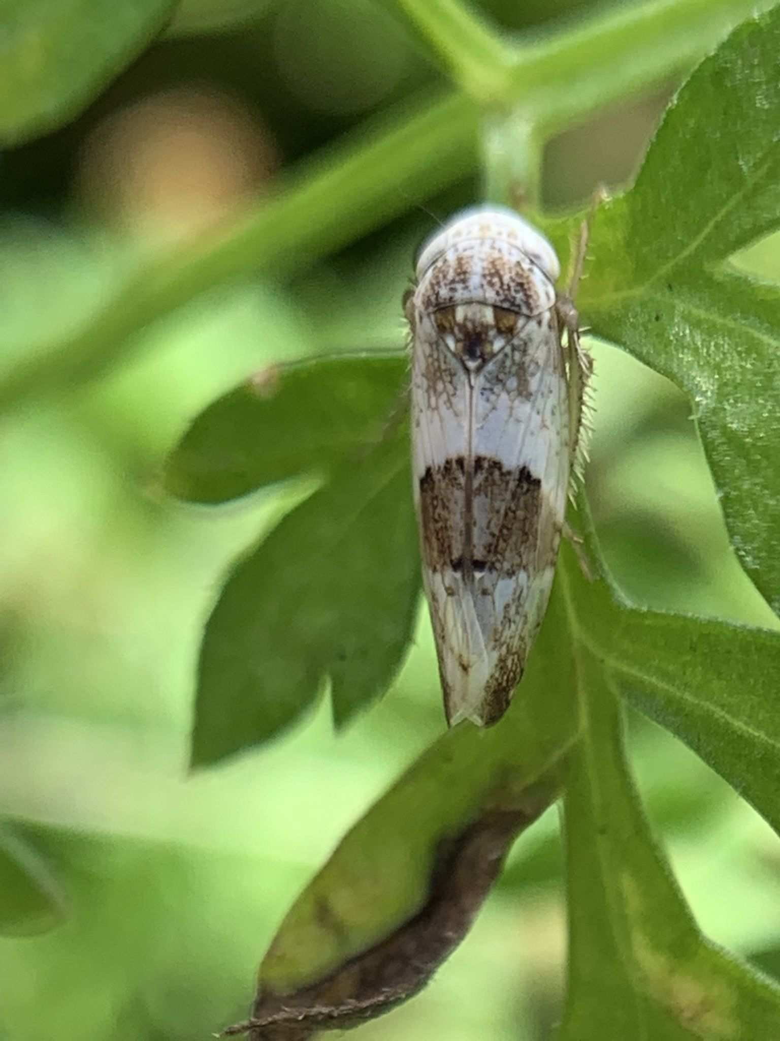 Norvellina seminuda