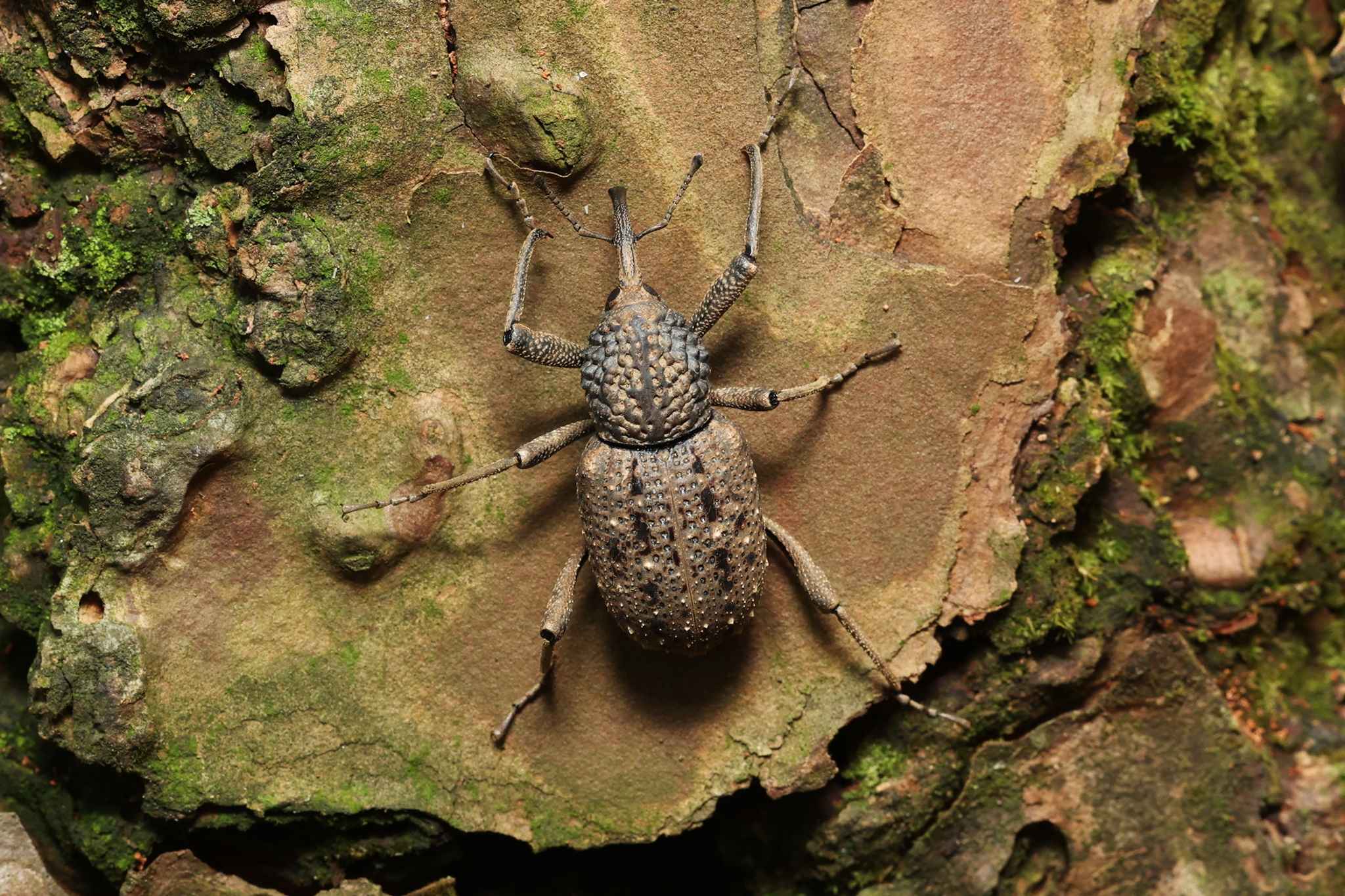 Sipalinus