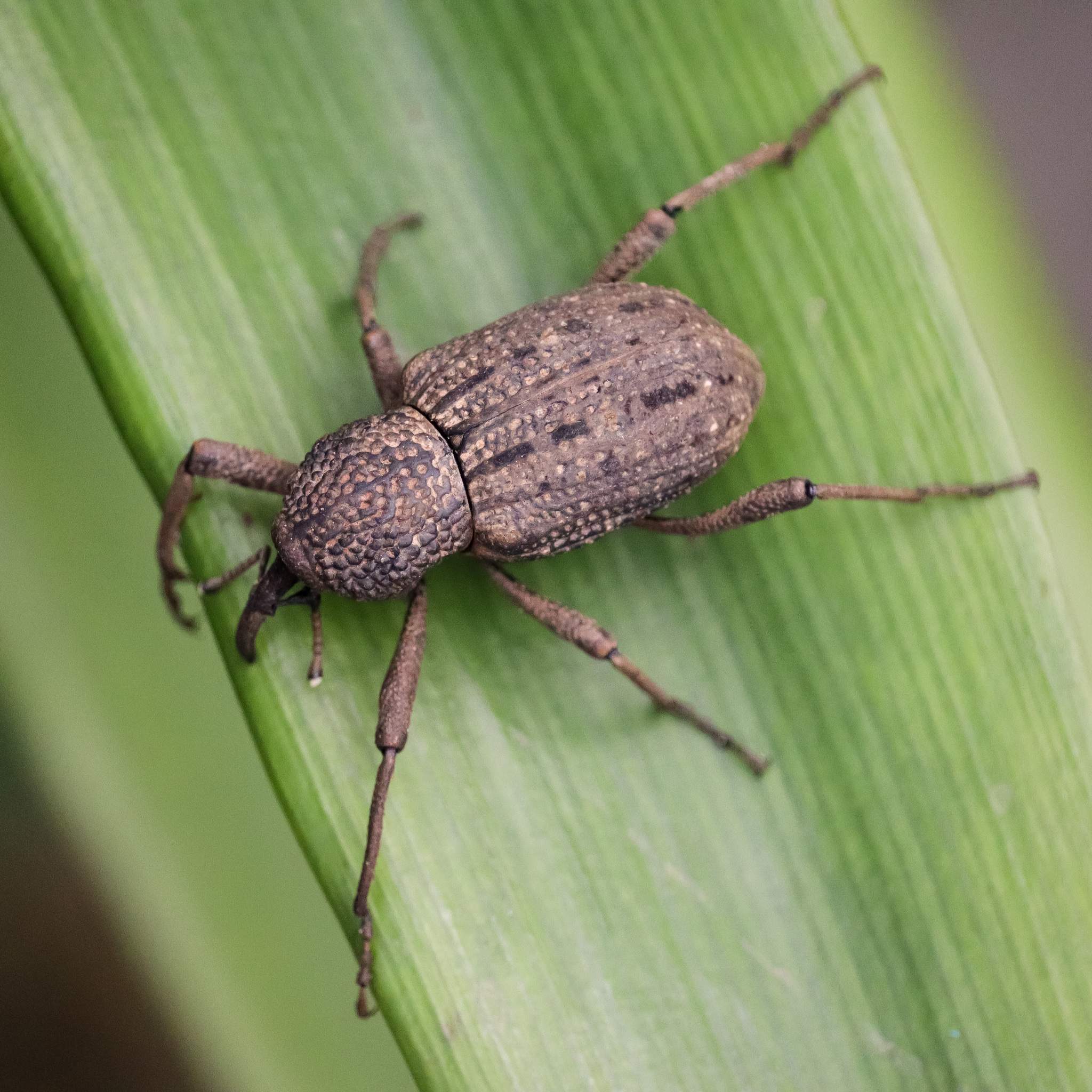 Sipalinus