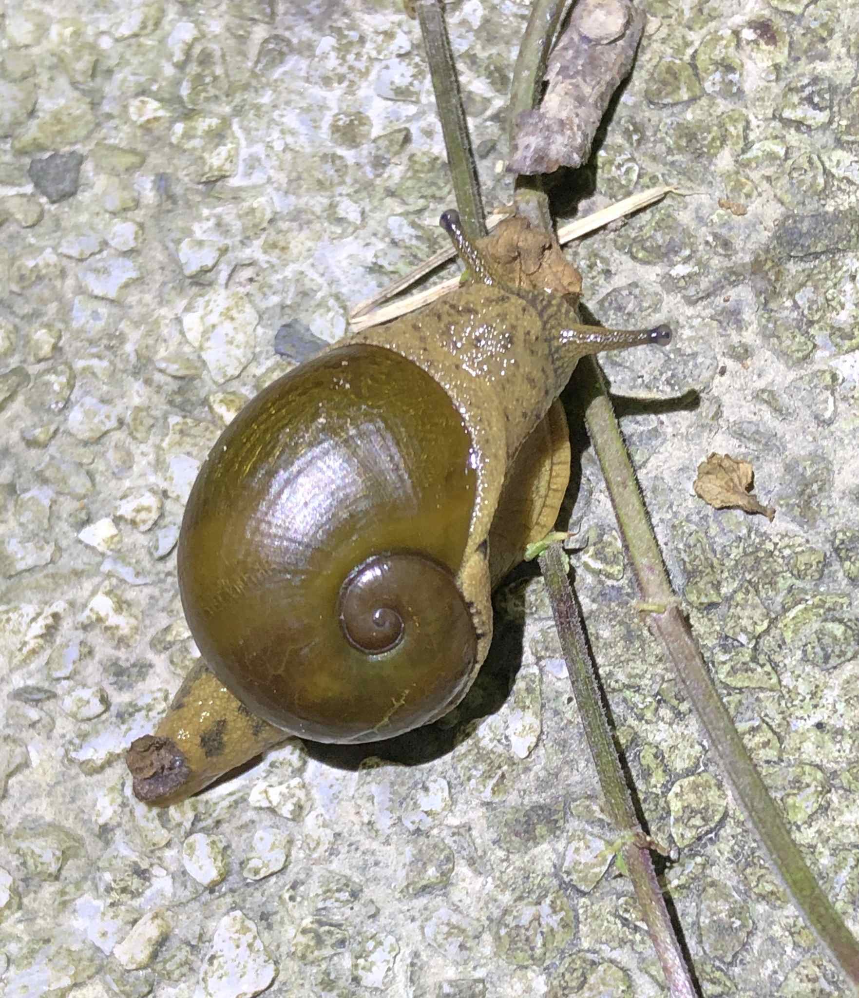 Helicarion