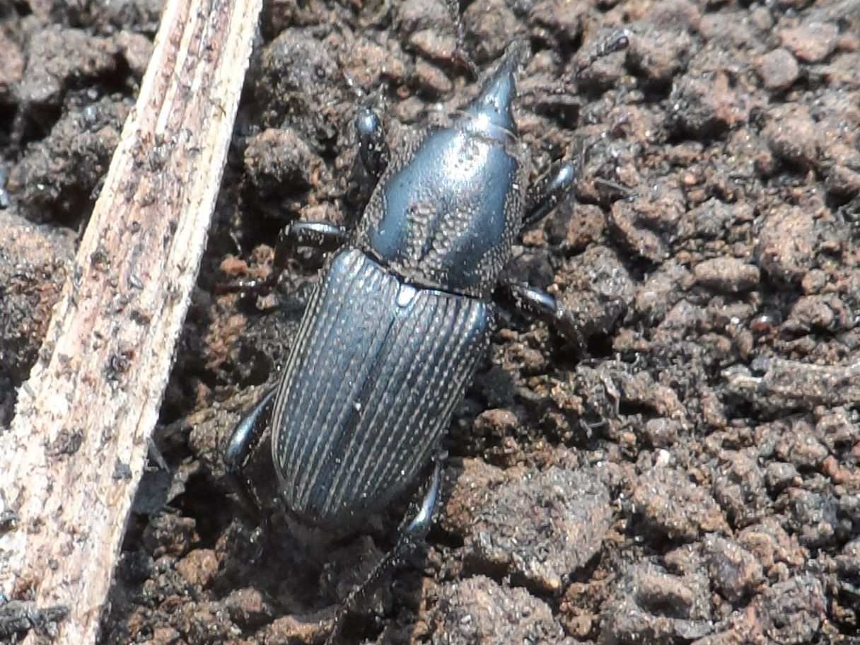 Sphenophorus incurrens