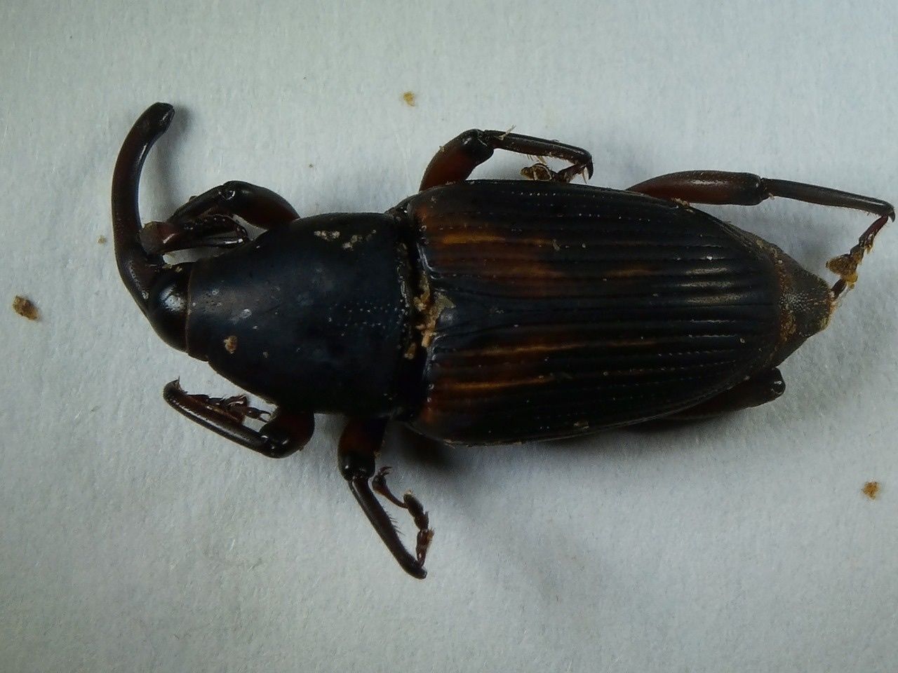Sphenophorus incurrens