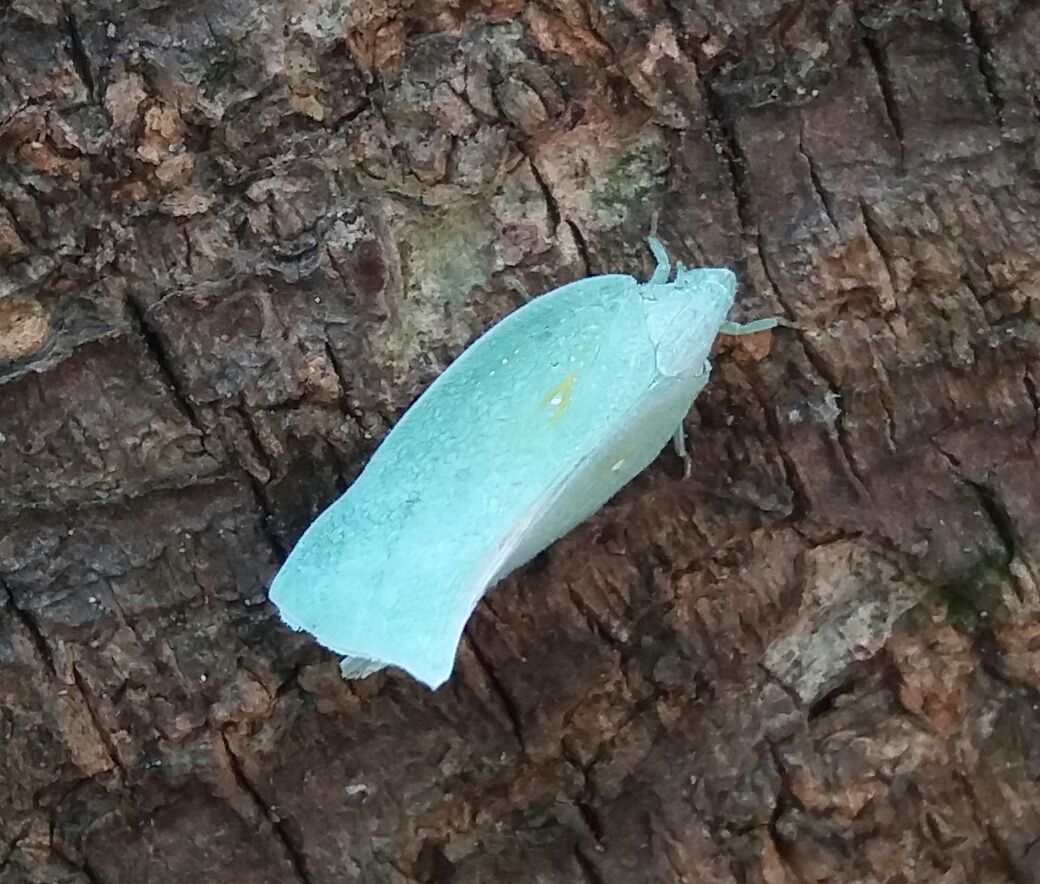 Lawana imitata