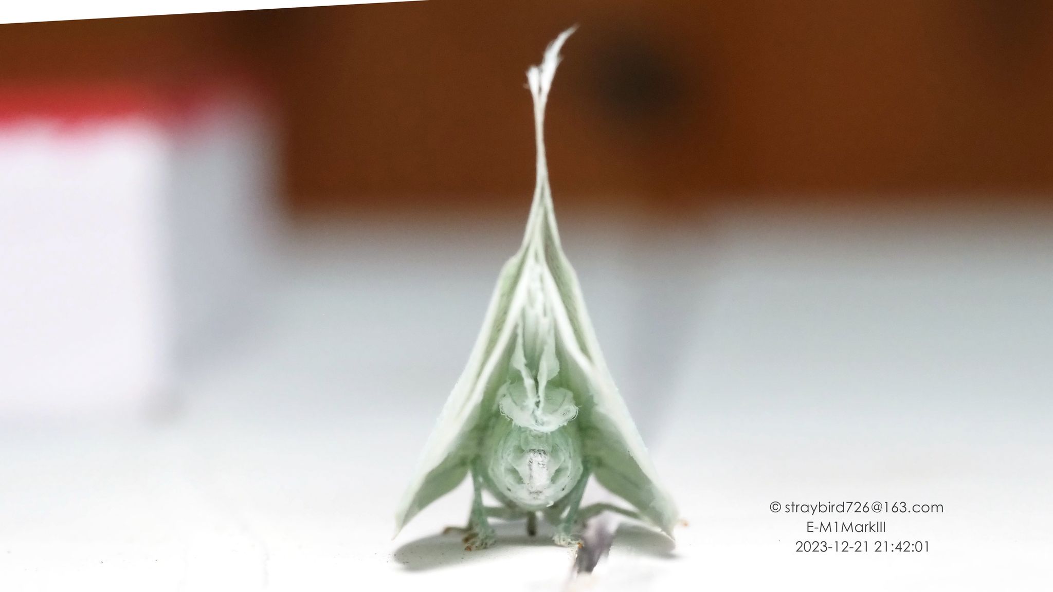 Lawana imitata