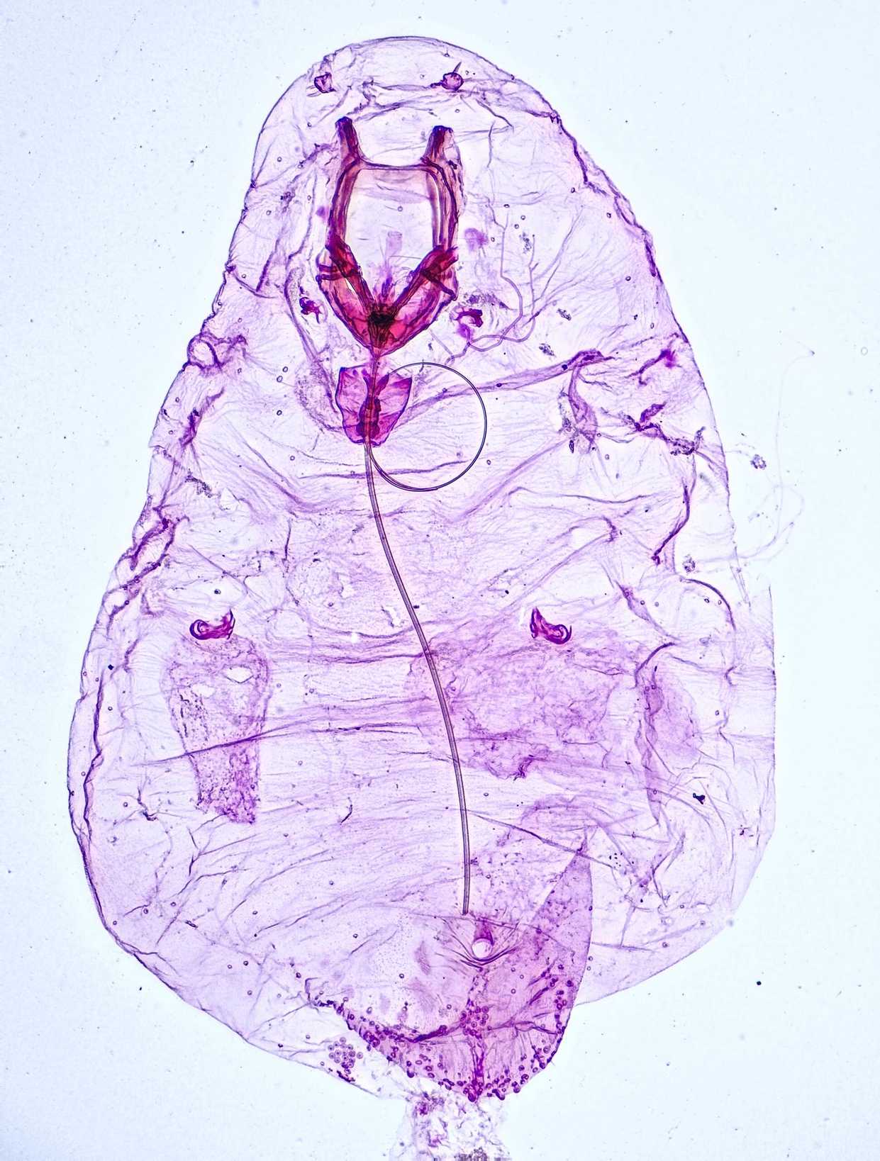 Leucaspis lowi