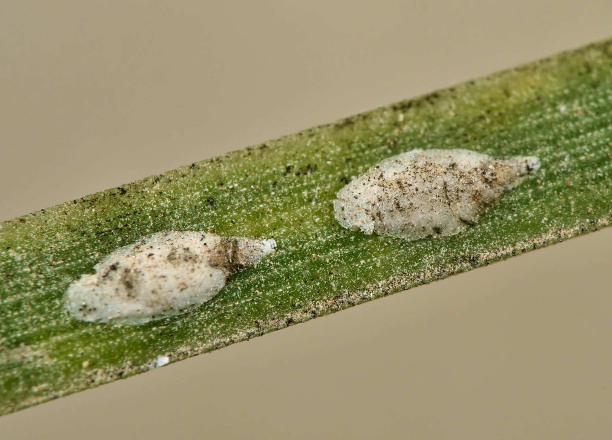 Leucaspis lowi