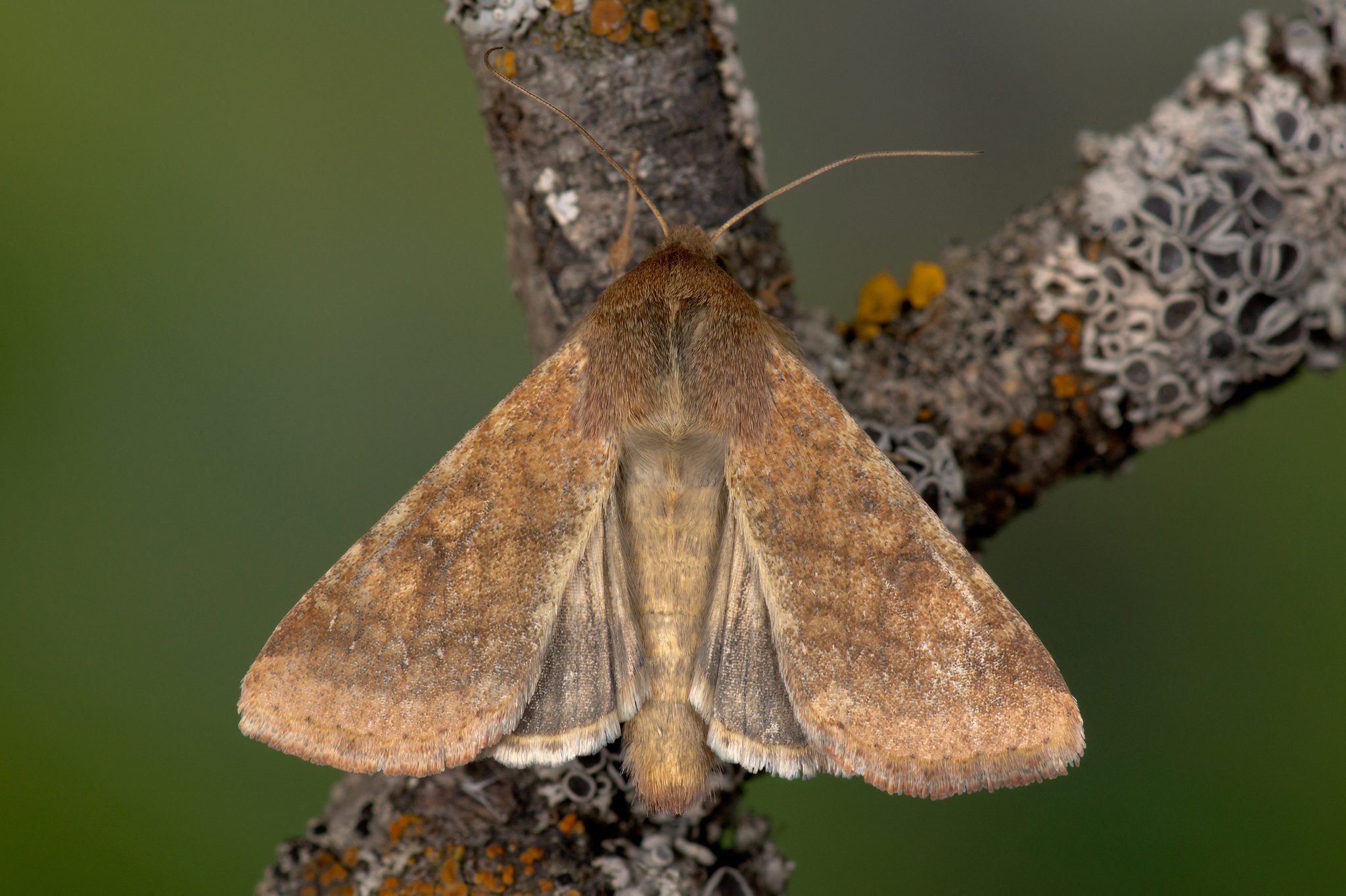 Helicoverpa armigera
