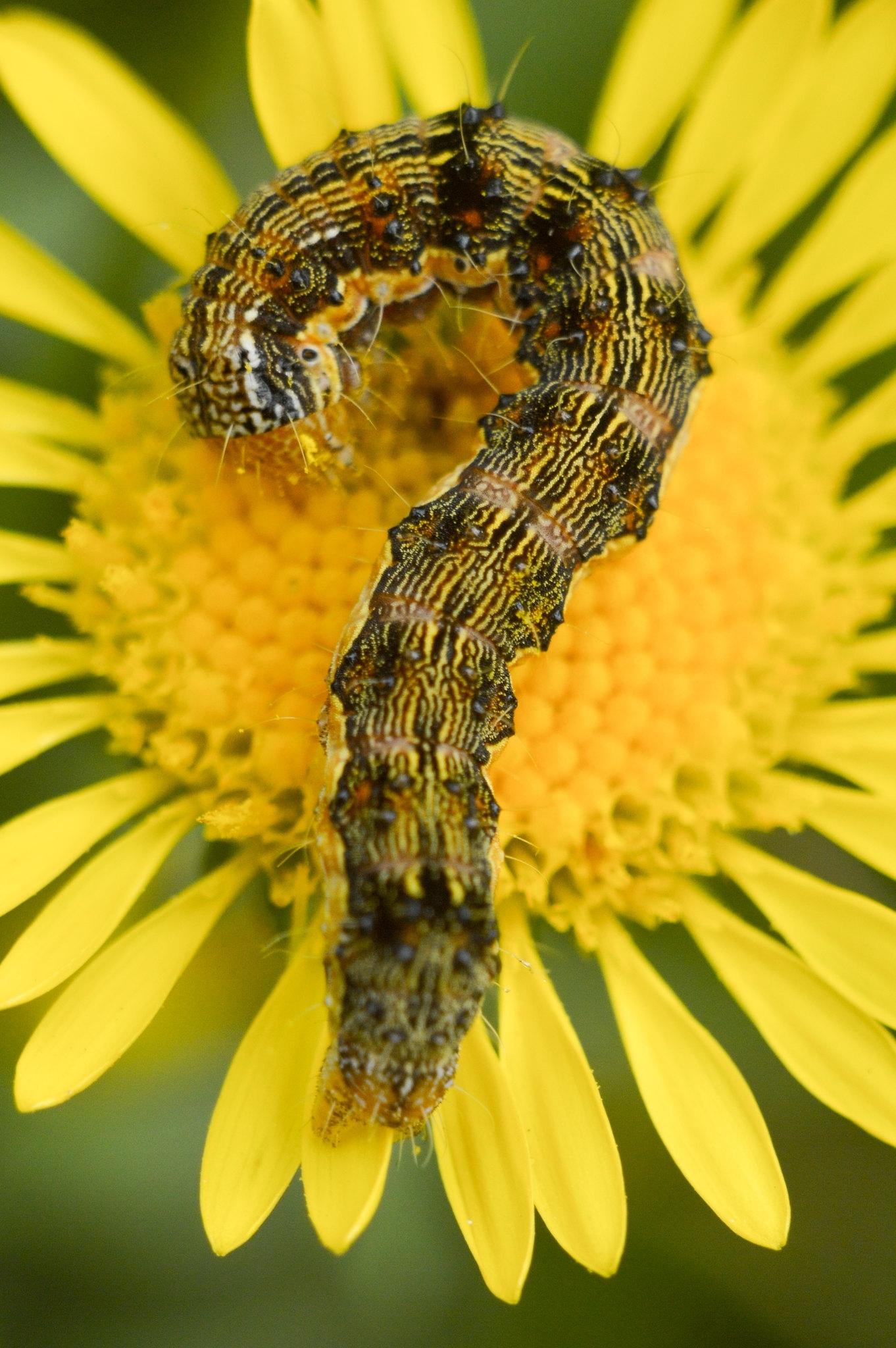 Helicoverpa armigera