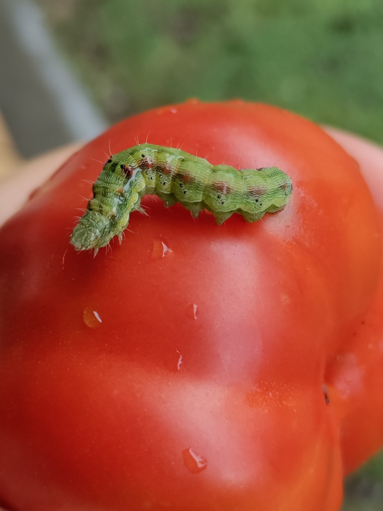 Helicoverpa armigera