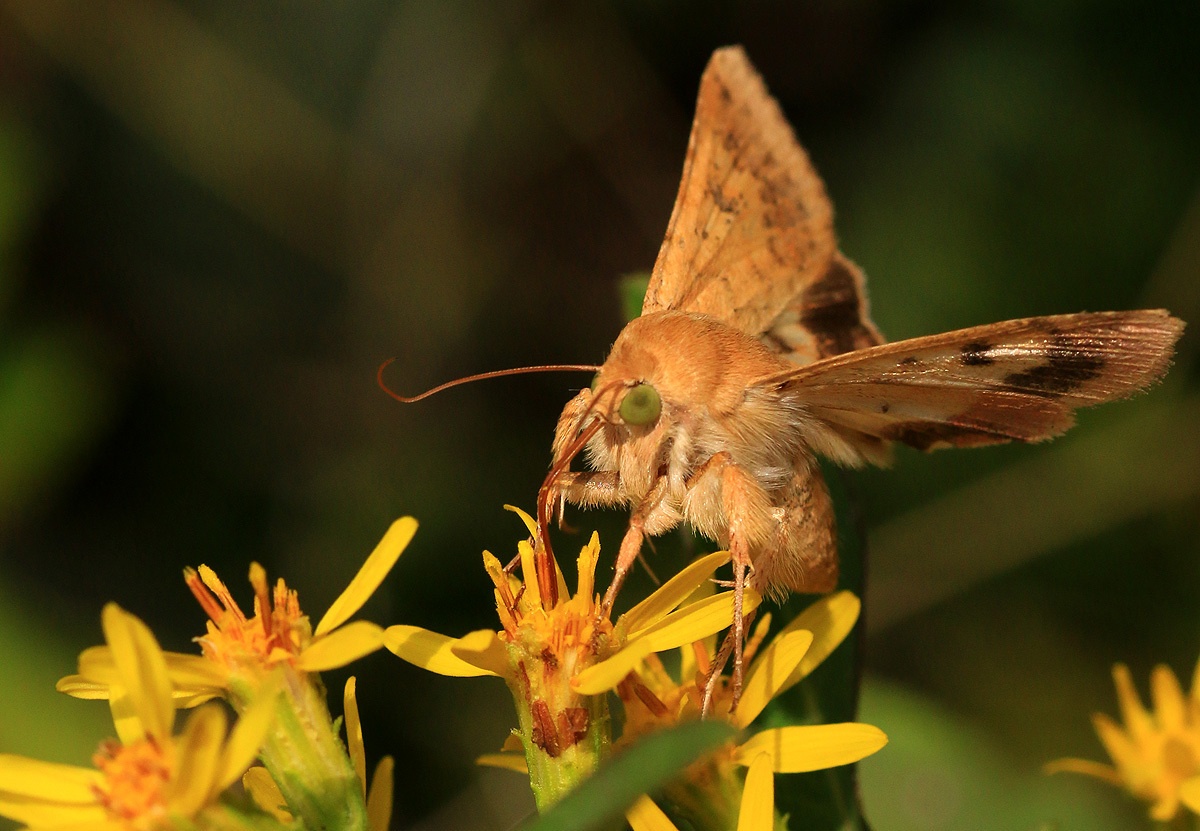 Helicoverpa armigera