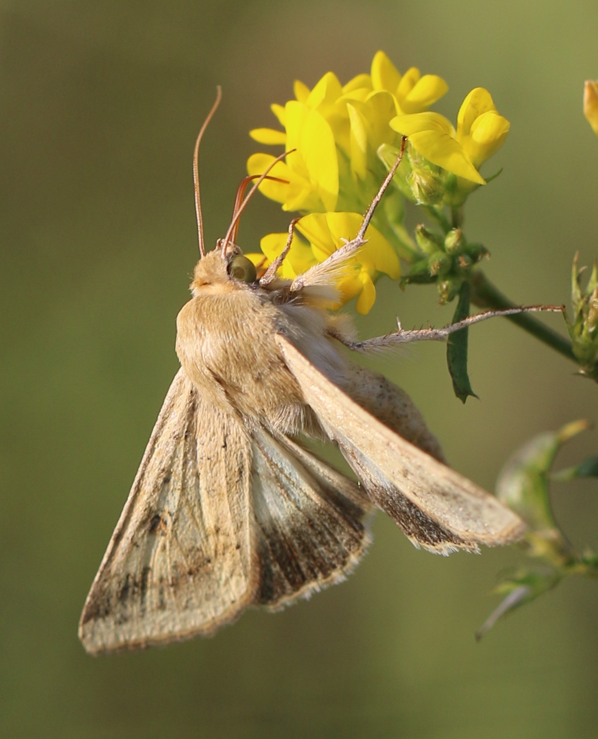 Helicoverpa armigera