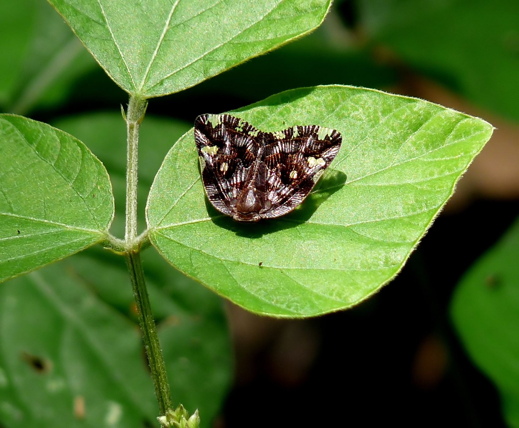 Ricaniidae