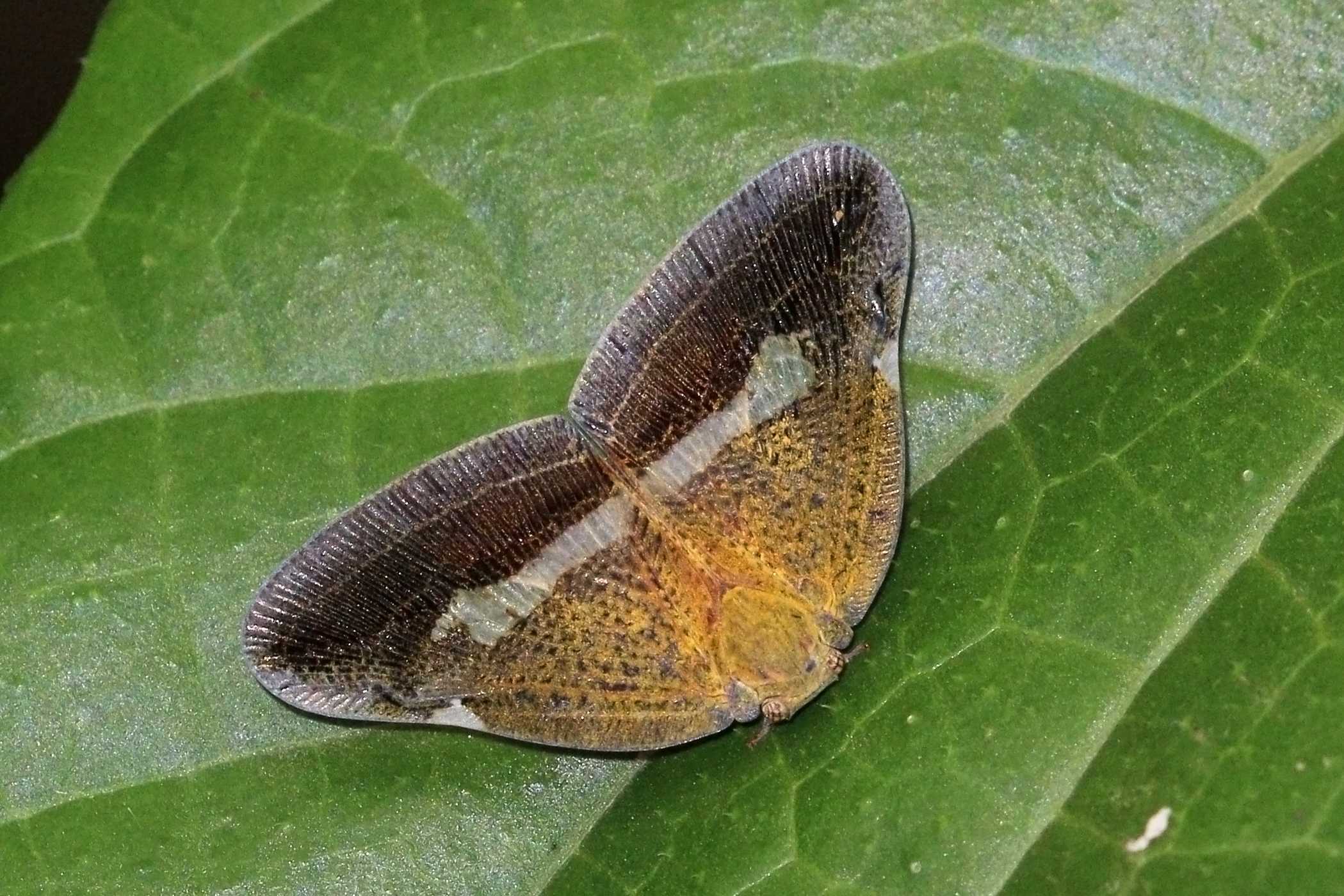 Ricaniidae