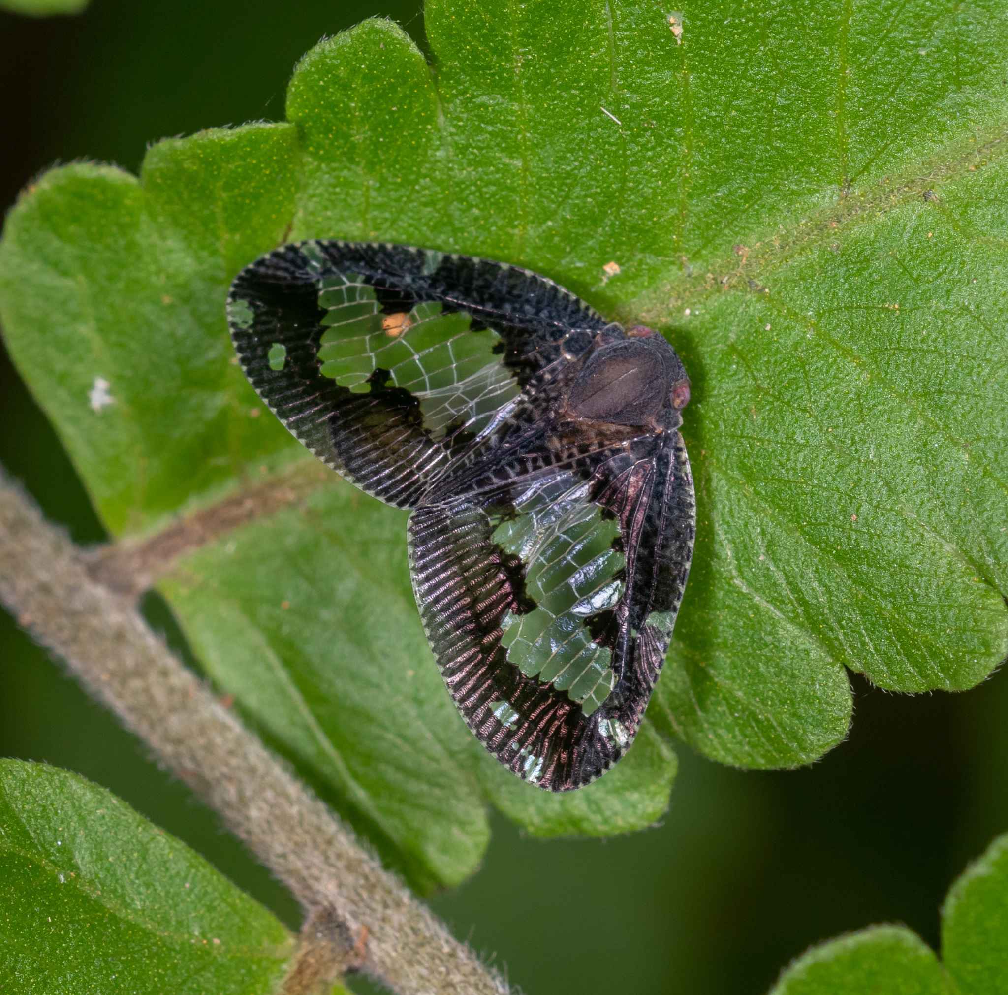 Ricaniidae