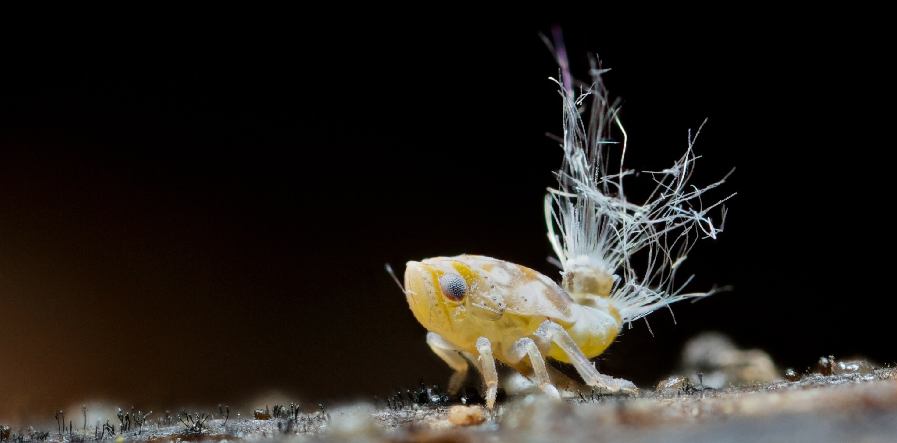 Ricaniidae