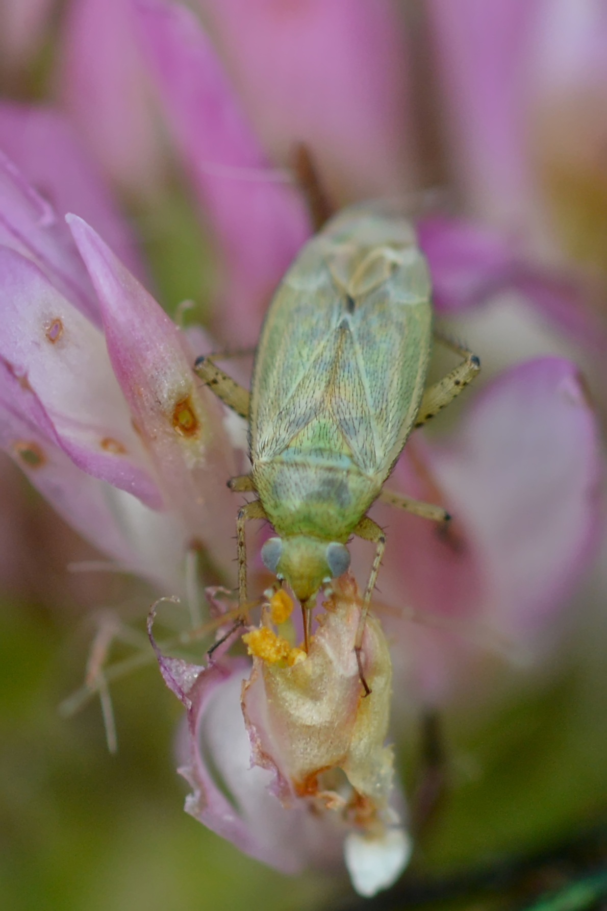 Plagiognathus chrysanthemi
