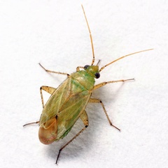 Plagiognathus chrysanthemi