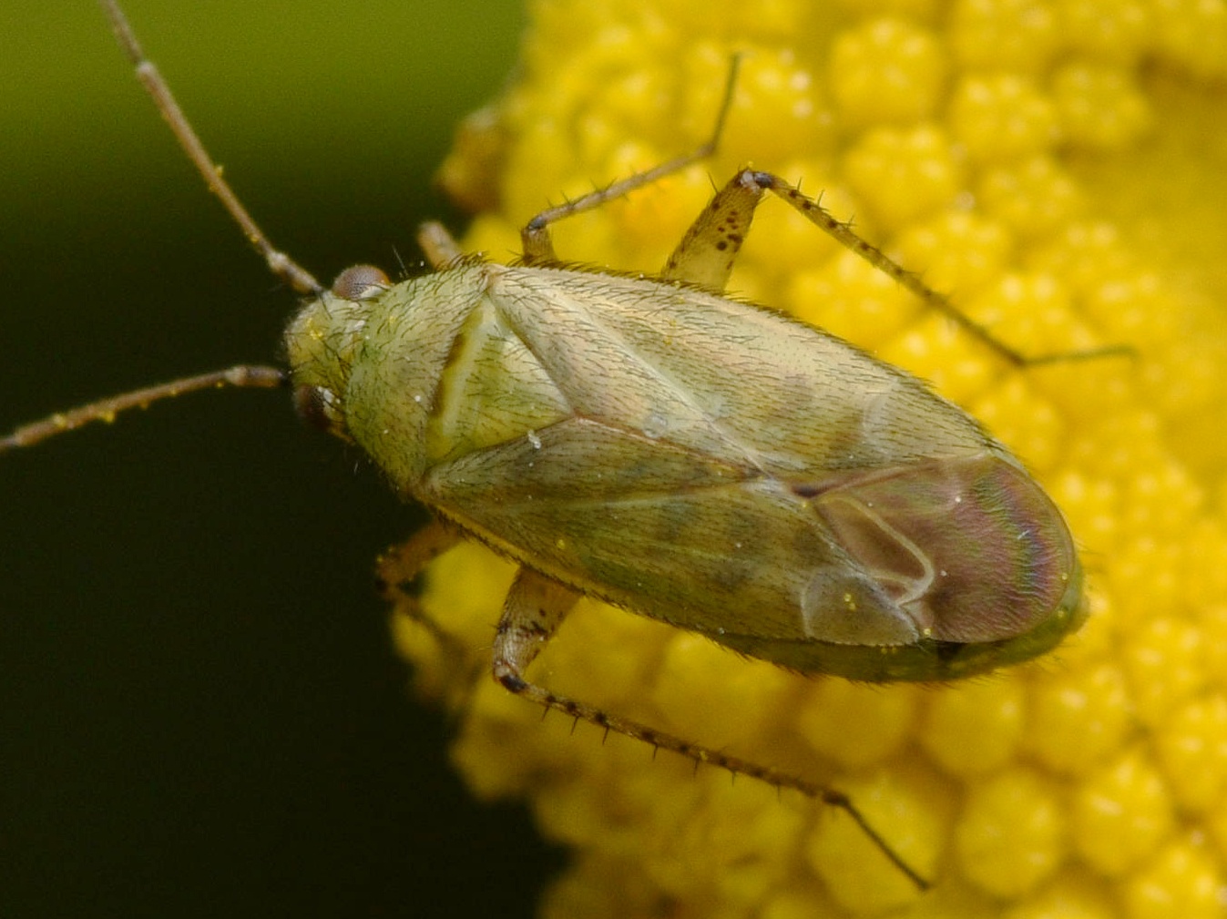 Plagiognathus chrysanthemi