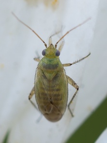 Plagiognathus chrysanthemi