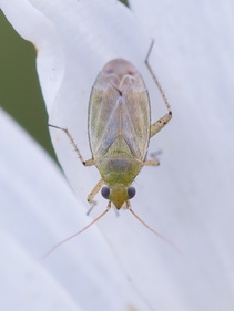Plagiognathus chrysanthemi