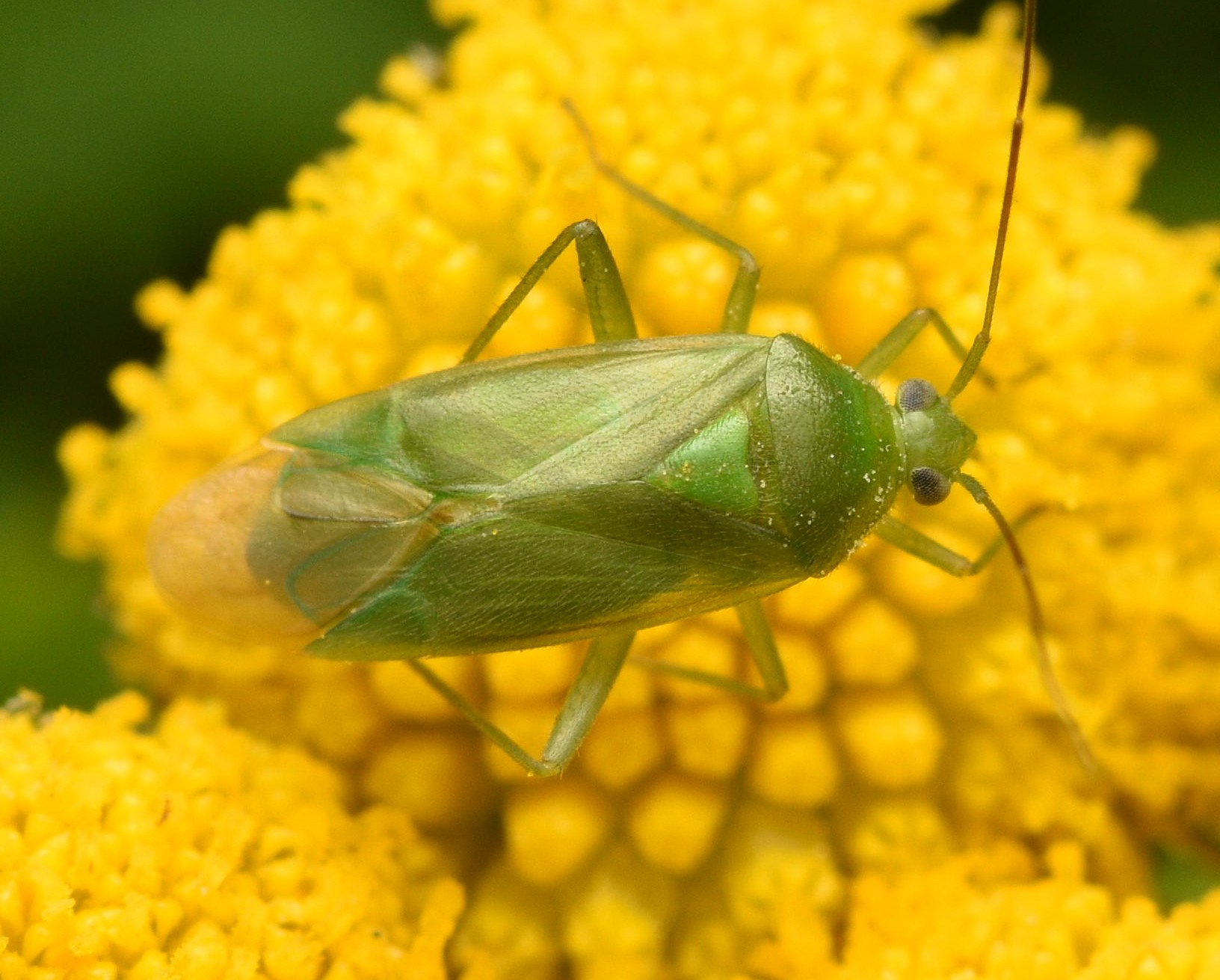 Lygocoris pabulinus