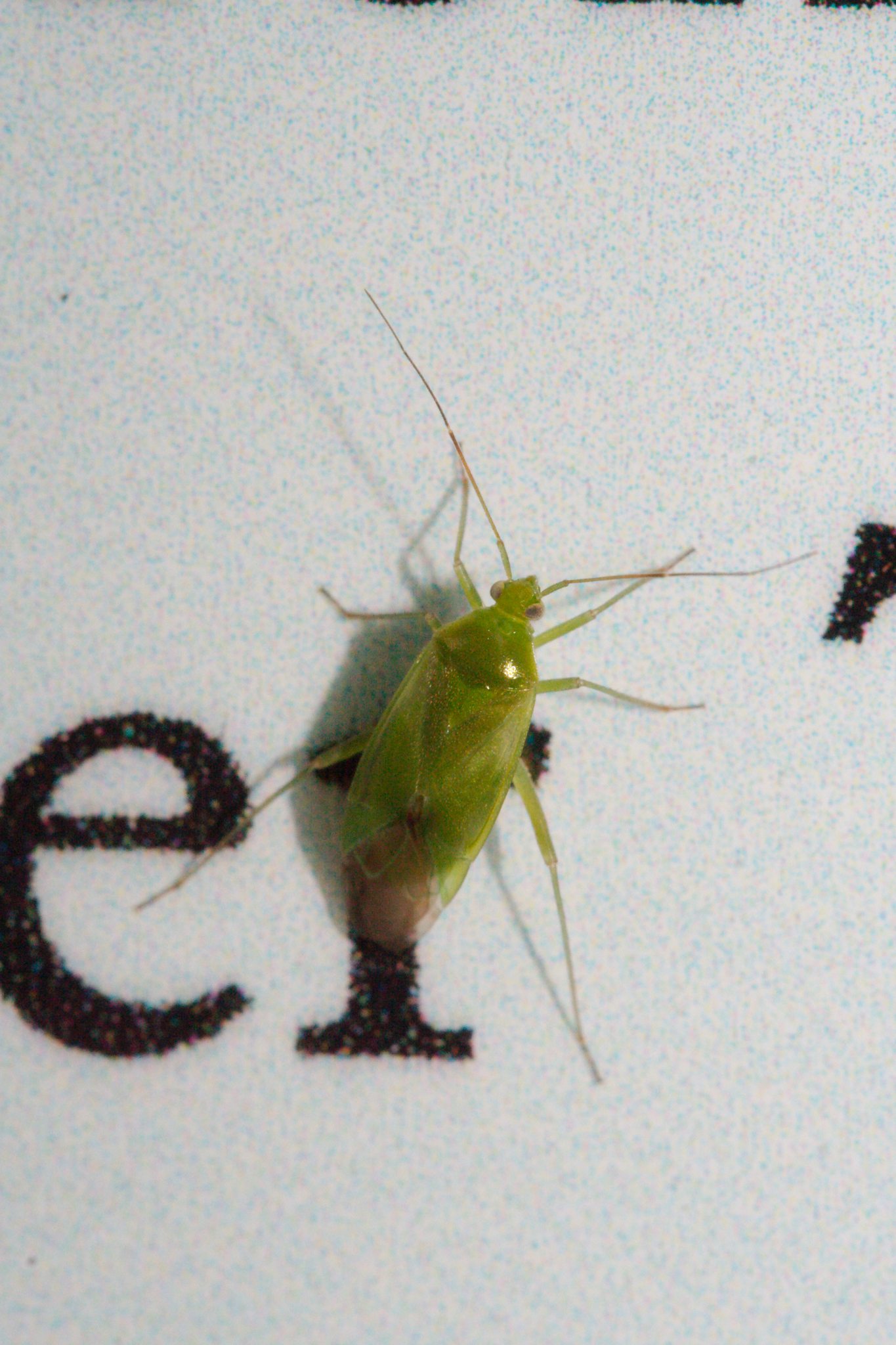 Lygocoris pabulinus