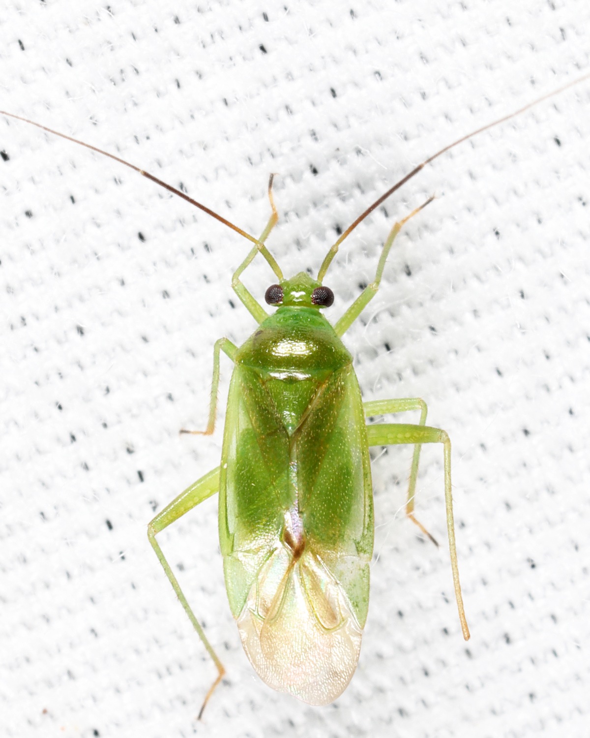 Lygocoris pabulinus